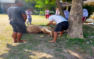 Penyembelihan Hewan Qurban SMK Nasional Berbah 2022